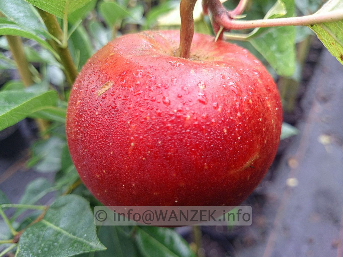 Apfel Roter Boskoop.jpg